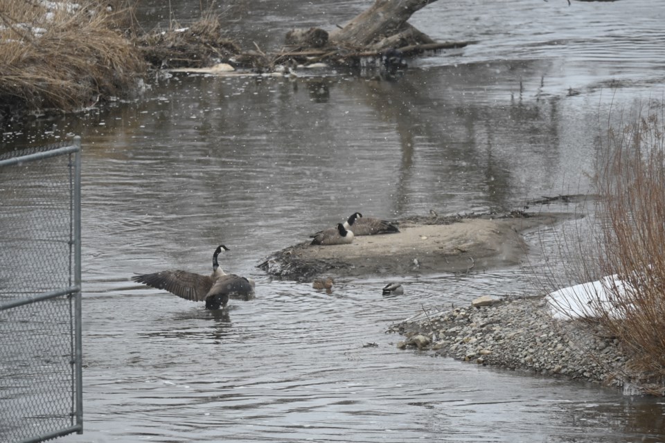 USED 20230327-newmarket-geese-jq