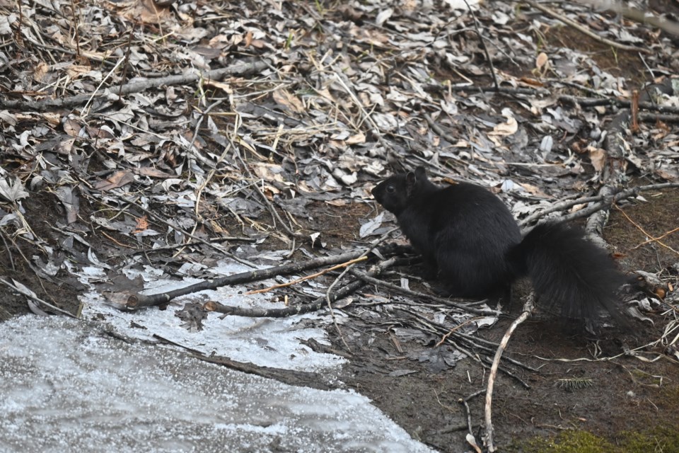 USED 20230330-newmarket-squirrel-jq