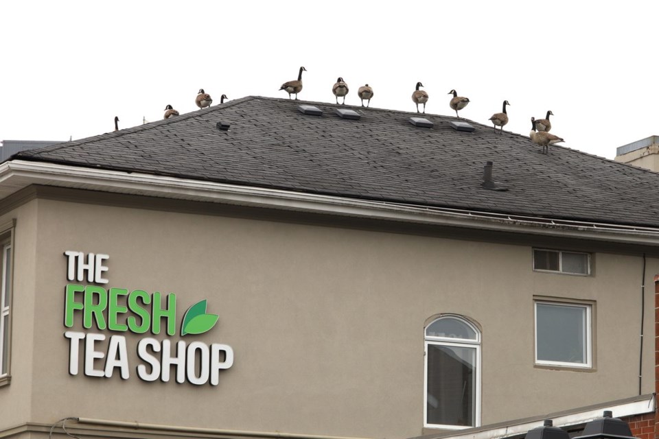 USED 20230328geese-on-roof-gk