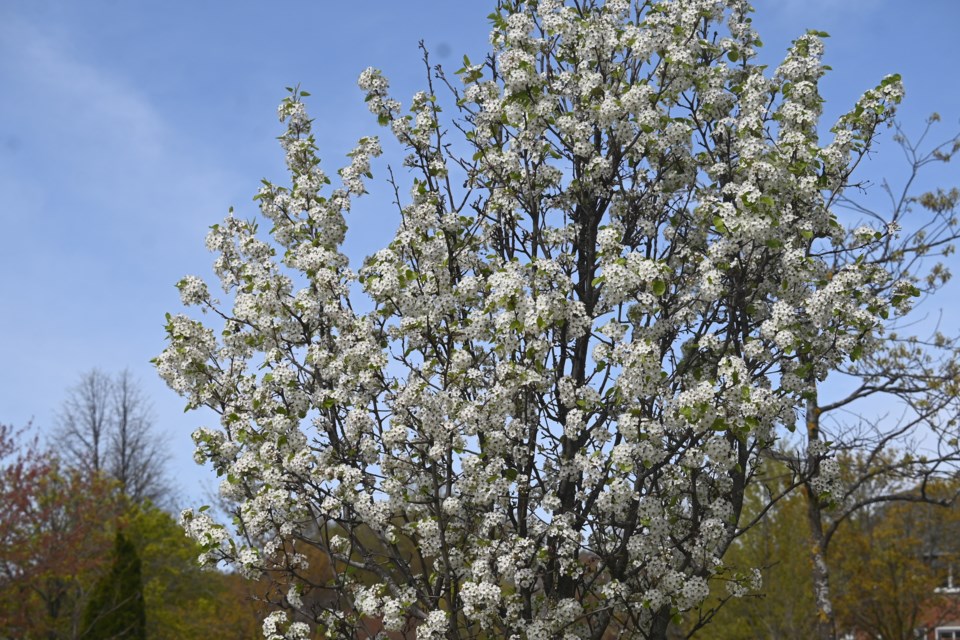 USED 20230518-newmarket-flower-tree-jq