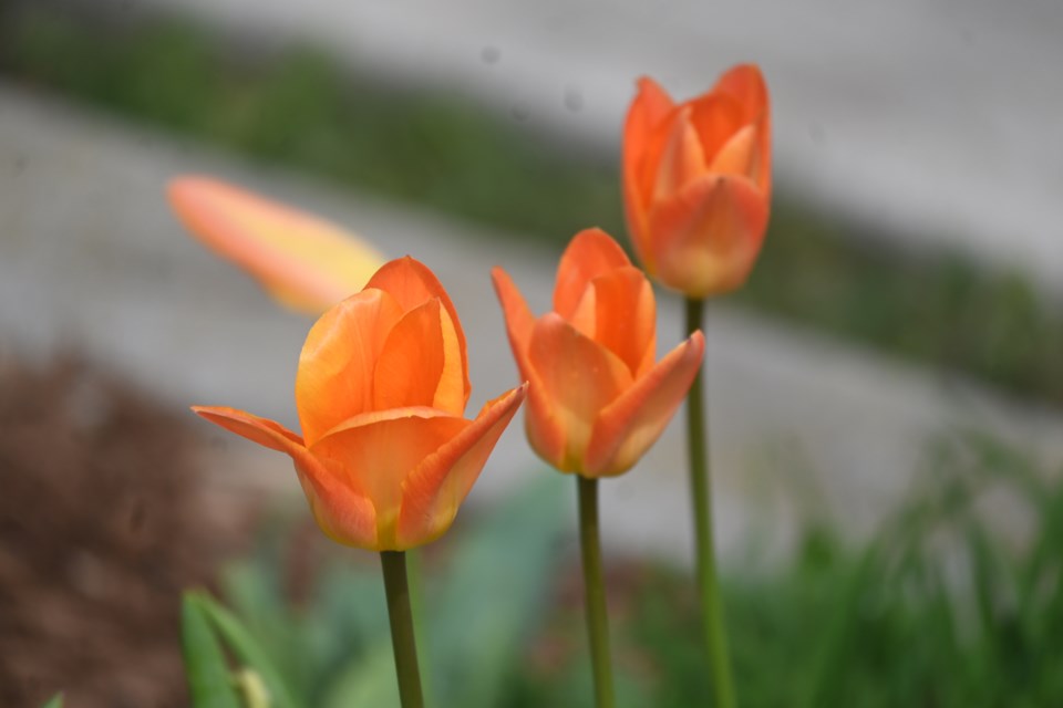 USED 20230521-newmarket-tulips-jq