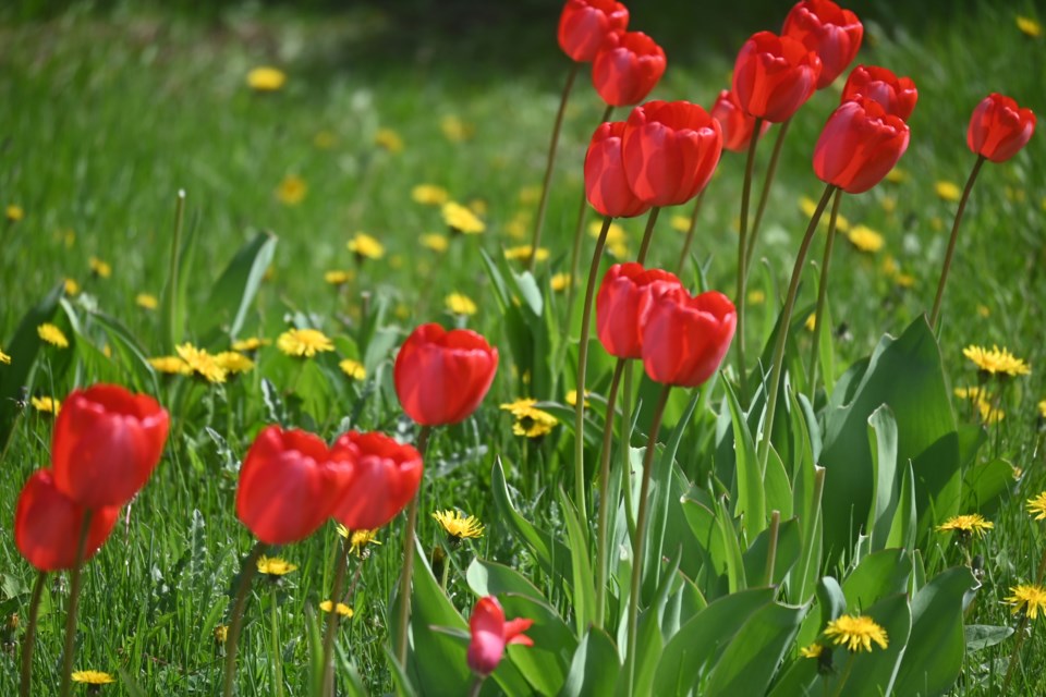 USED 20230606-newmarket-flowers-jq-2