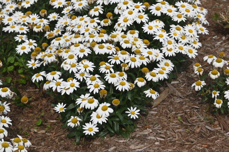 USED 20230724-newmarket-flowers-jq