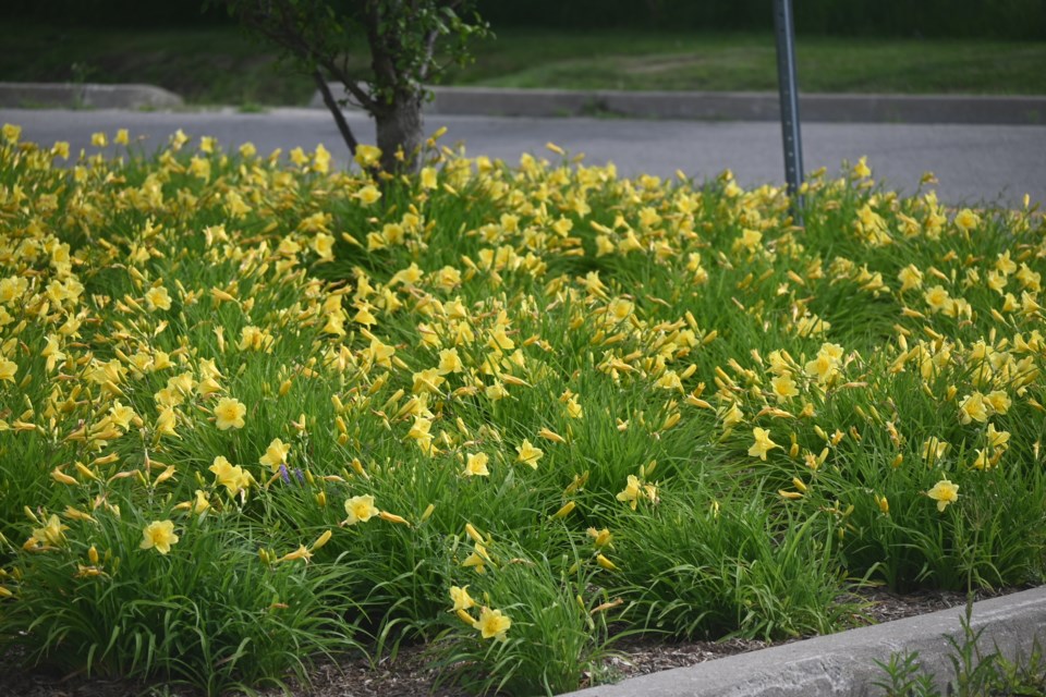 USED 20230726-newmarket-flowers-jq