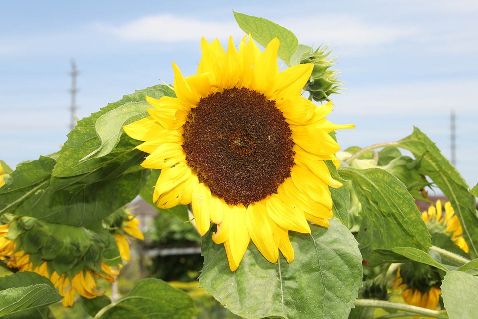 USED 20230815-sunflower-gk