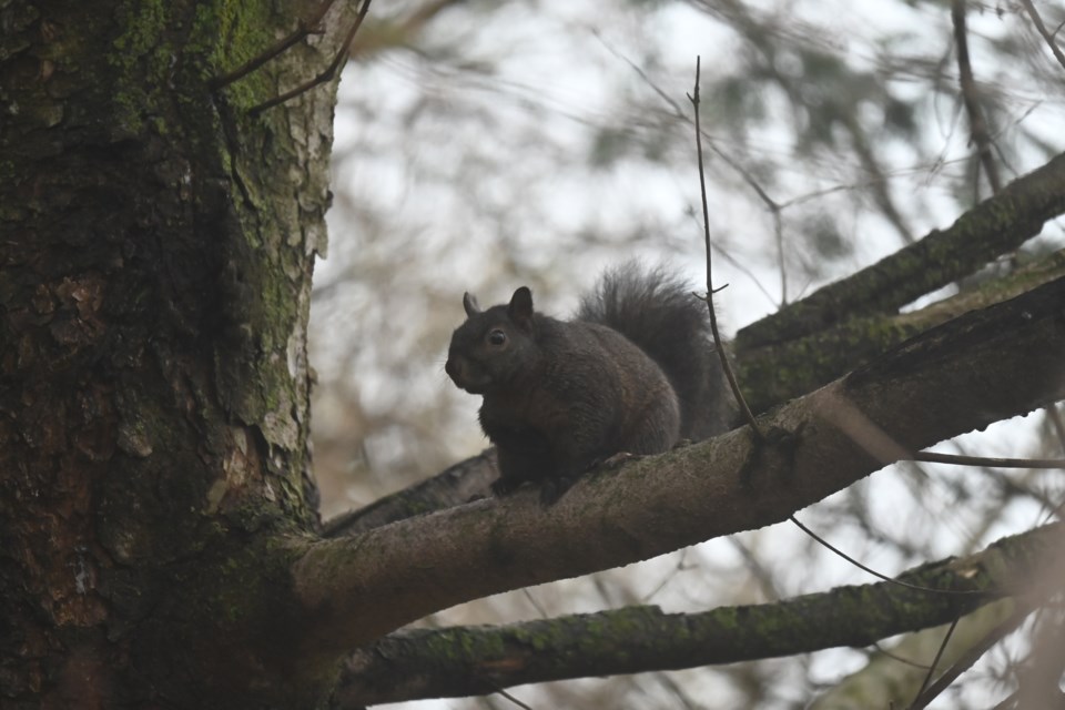 USED20240419-newmarket-squirrel-jq