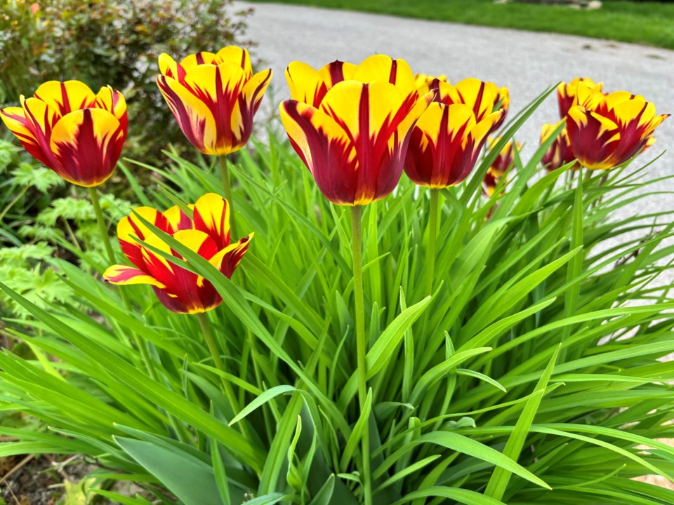 USED 20240520-flowers-spring-tulips-js