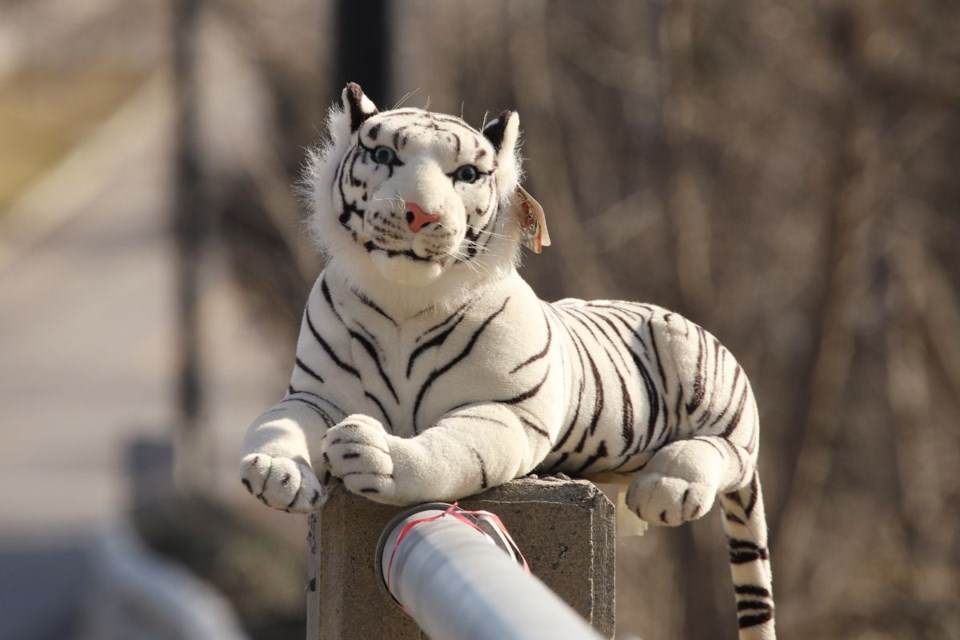 USED 2022 03 23 tiger on Queen bridge