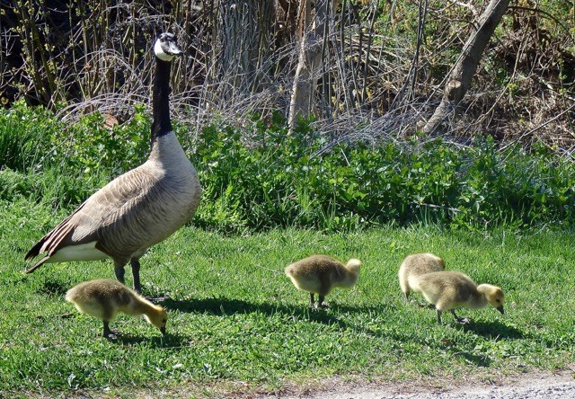 USED 2020 05 06 Goose and goslings 