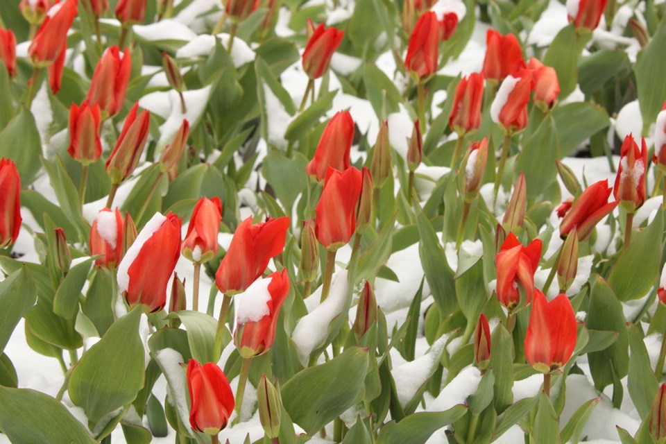 USED 2021 04 21 tulips in snow