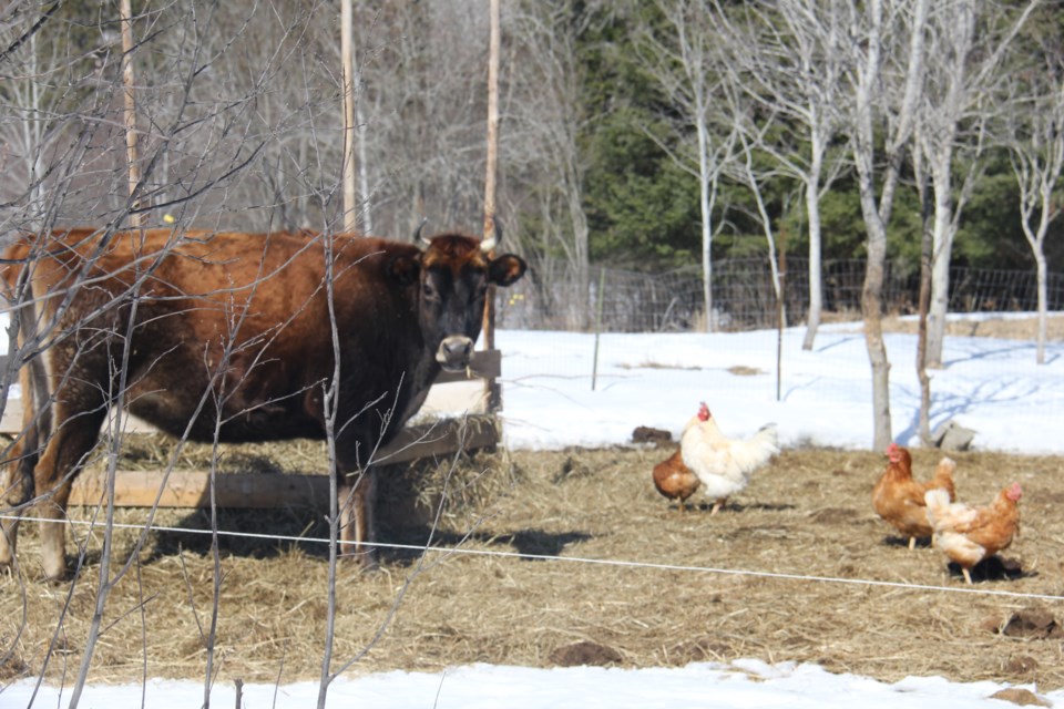 USED2018-04-19goodmorning  3  Life in the barnyard. Photo by Brenda Turl for BayToday.