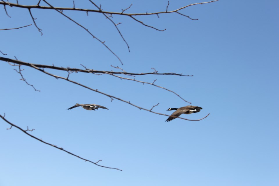 USED 2018-04-26goodmorning  7 Canada geese coming in for a landing. Photo by Brenda Turl for BayToday.
