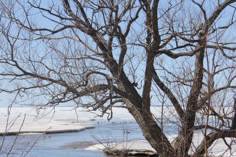 USED 2018-04-26goodmorning  8 Spring thaw. Photo by Brenda Turl for BayToday.