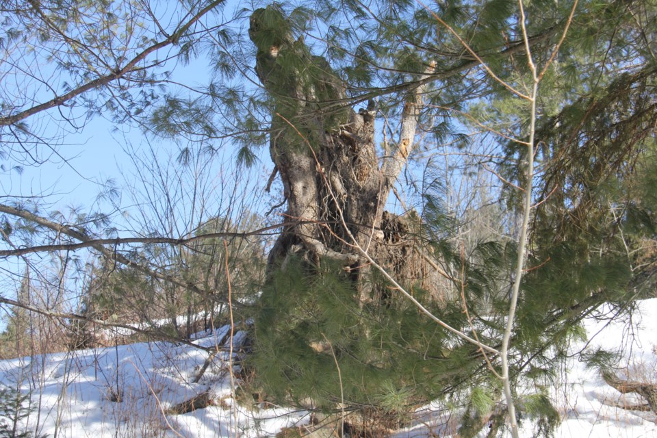 USED 2018-04-5goodmorning   10 Unusual stump formation. Photo by Brenda Turl for BayToday.