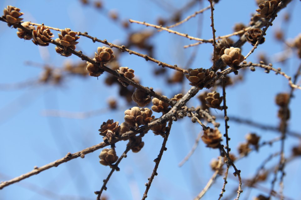 USED 2018-05-03goodmorning  2  Tiny pine cones. Photo by Brenda Turl for BayToday.