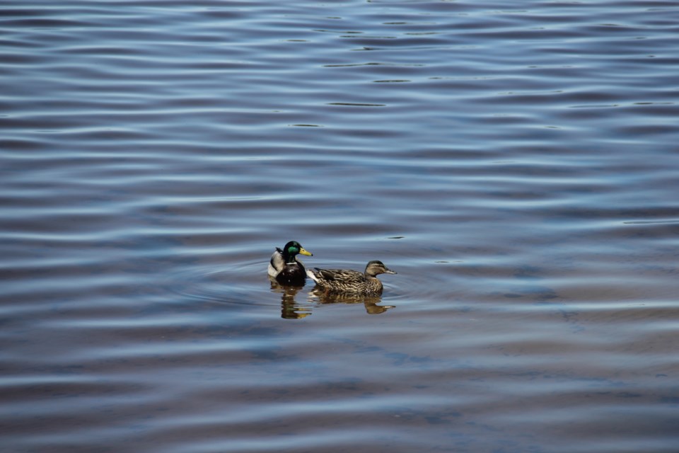 USED 2018-05-17goodmorning  1 Ducks on the pond. Photo by Brenda Turl for BayToday.