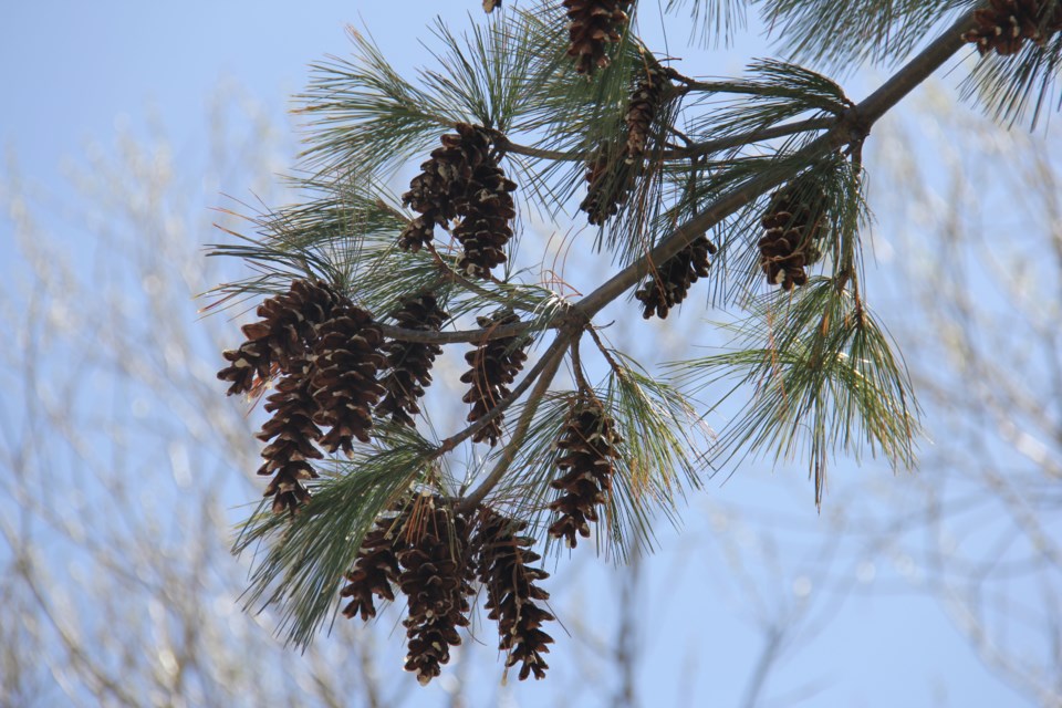 USED 2018-05-31goodmorning  3 Laden with pine cones. Photo by Brenda Turl for BayToday.