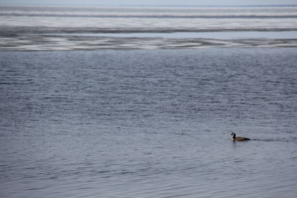 USED 2018-05-9goodmorning   4 Goose looking for a mate. Photo by Brenda Turl for BayToday.