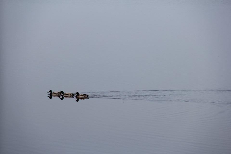 USED 2018-05-9goodmorning  6 Mallard trio going for a swim. Photo by Brenda Turl for BayToday.