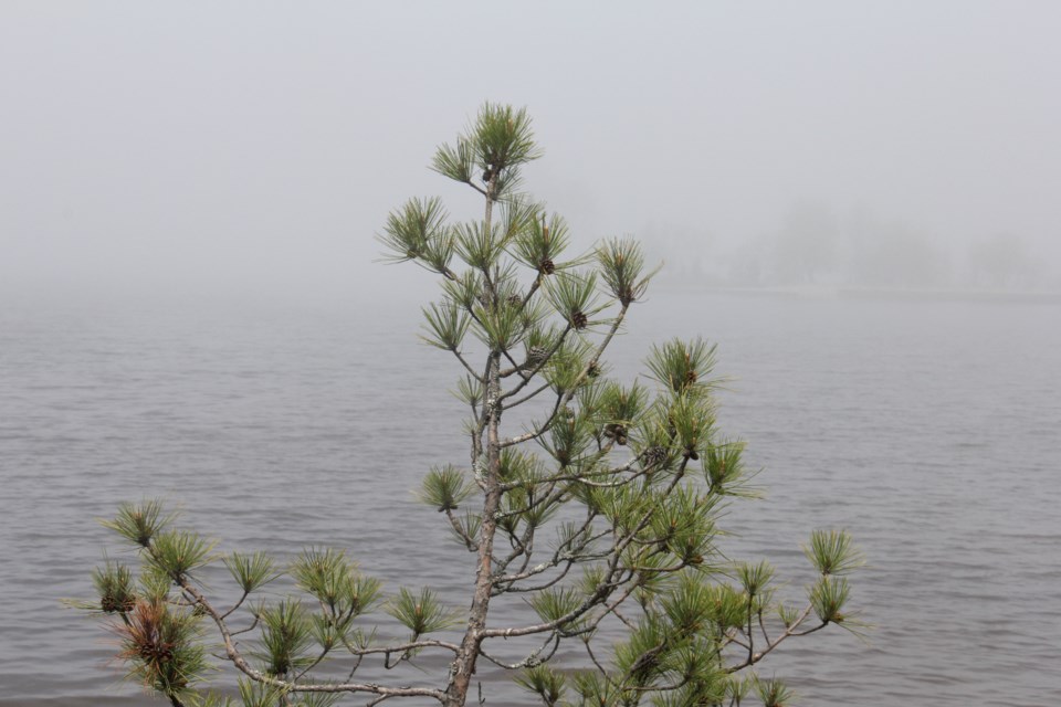 USED 2018-06-07goodmorning  1   A tree in the mist. Photo by Brenda Turl for BayToday.