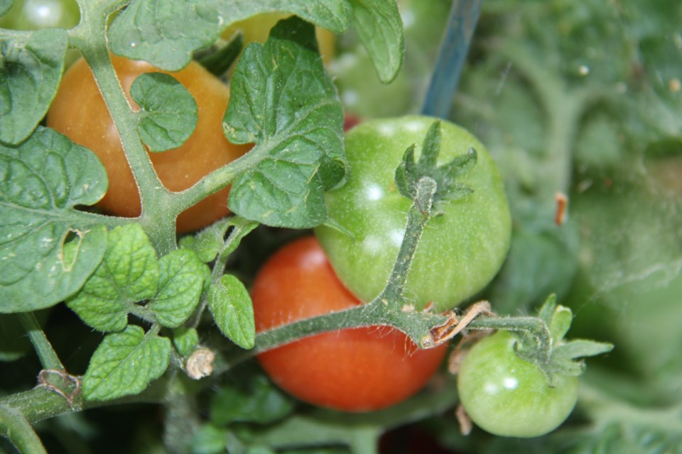 USED2018-06-07goodmorning  10  Ripening tomatoes. Photo by Brenda Turl for BayToday.