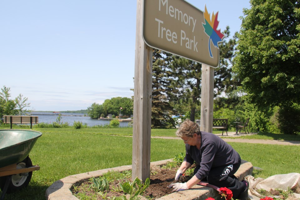 USED 2018-06-07goodmorning  5  Diane Thisdelle of the  Callender Horticultural Society works on one of the beds at the Memory Tree Park. Photo by Brenda Turl for BayToday.