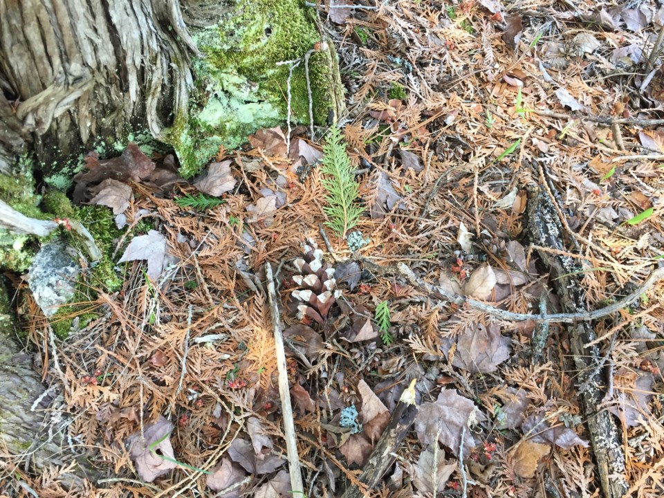 USED 2018-06-07goodmorning   7  Forest floor near Trout Lake. Photo by Brenda Turl for BayToday.