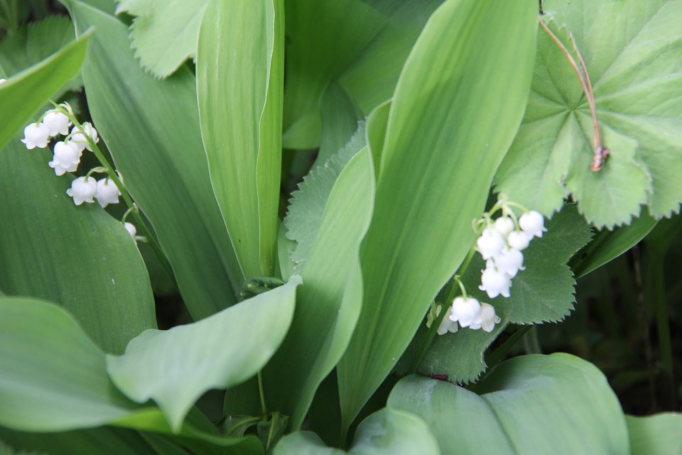 USED 2018-06-07goodmorning   8   Lily of the valley deck my garden walk. Photo by Brenda Turl for BayToday.