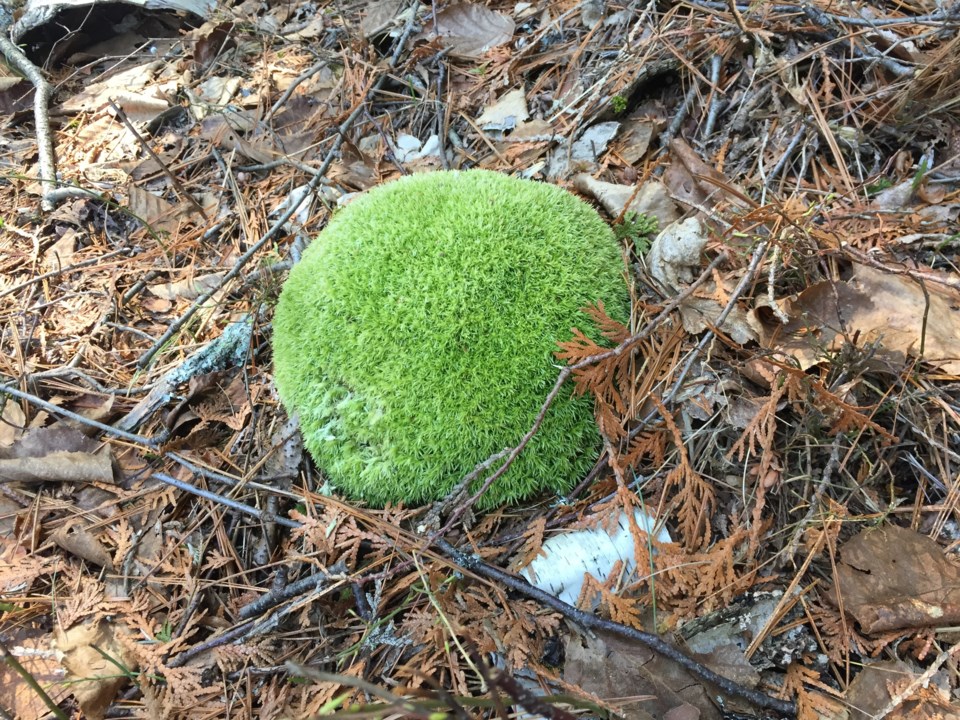 USED 2018-06-14goodmorning   4  Mossy rock. Photo by Brenda Turl for BayToday.