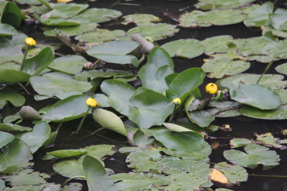 USED2018-07-19goodmorning  6 Water lilies. Photo by Brenda Turl for BayToday.