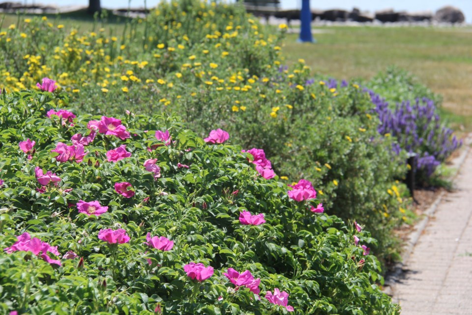 USED 2018-07-19goodmorning  8 Summer colours at the waterfront. Photo by Brenda Turl for BayToday.