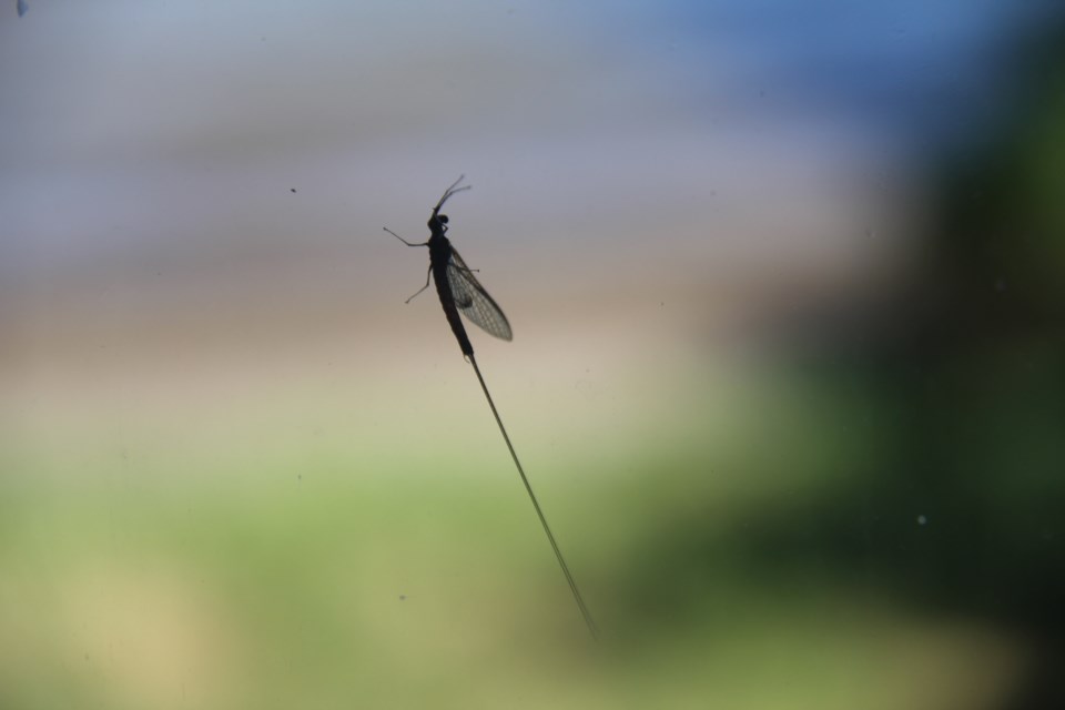 USED 2018-07-26goodmorning  9  Ugh! Shadflies. Photo by Brenda Turl for BayToday.