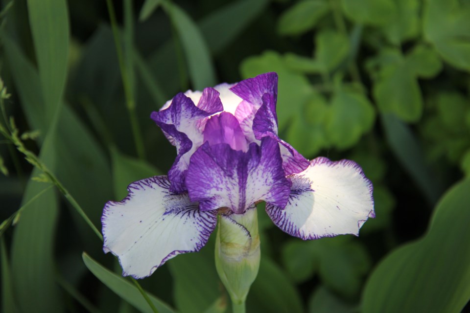 USED 2018-07-5goodmorning   2 Purple and white iris. Photo by Brenda Turl for BayToday.