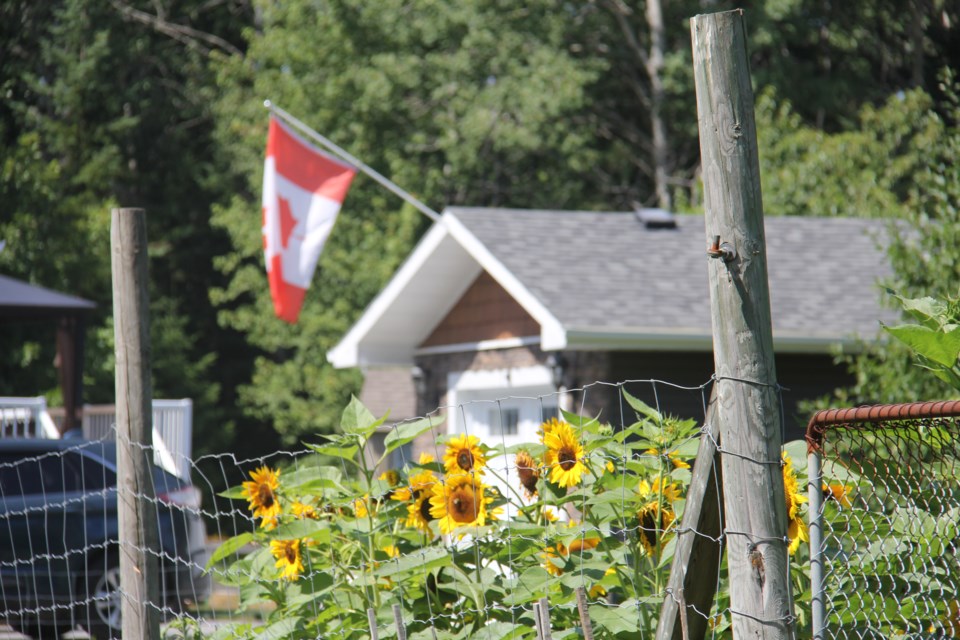 USED 2018-08-16goodmorning  5  Sunflowers and flag. Photo by Brenda Turl for BayToday.