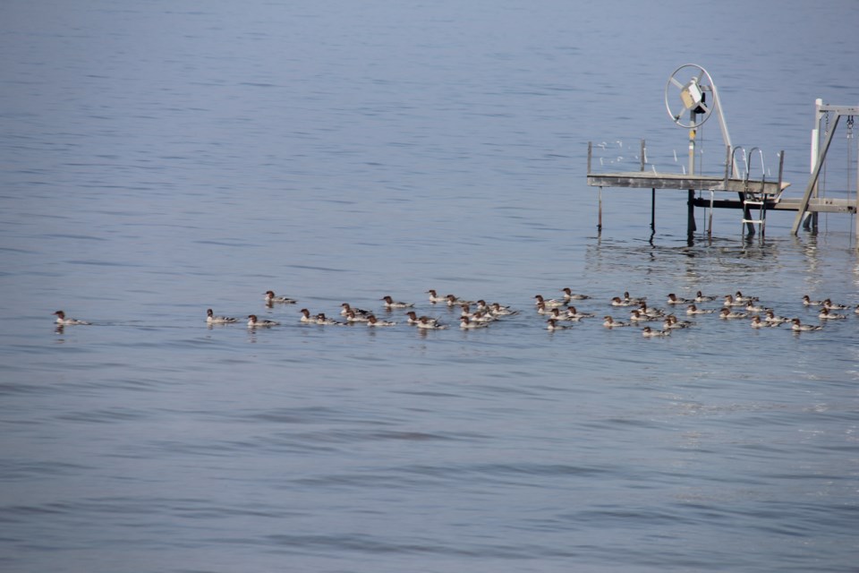 USED 2018-08-23goodmorning   8  Flock of merganssers looking for fish. Photo by Brenda Turl for BayToday.