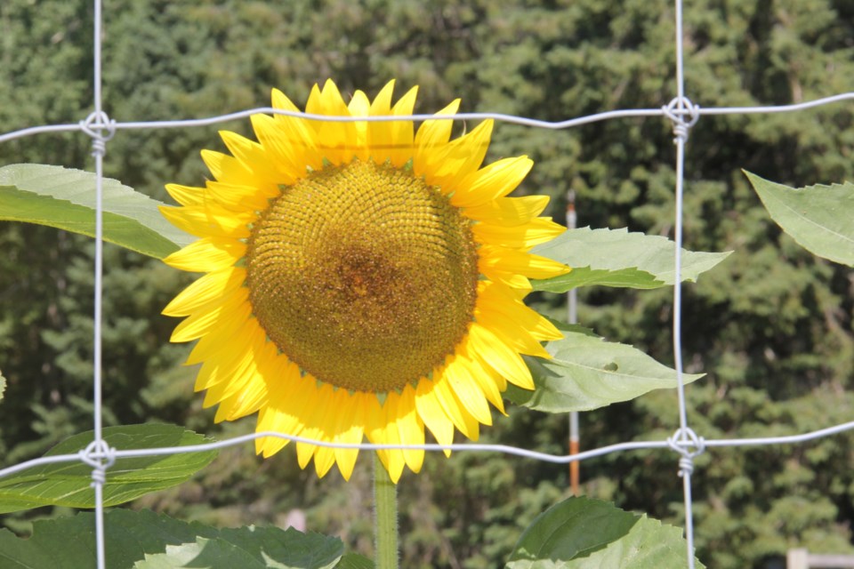 USED 2018-08-9goodmorning   1 Caged sunflower. Photo by Brenda Turl for BayToday.