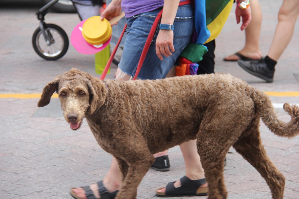 USED 2018-08-9goodmorning   5  Dog on parade. Photo by Brenda Turl for BayToday.