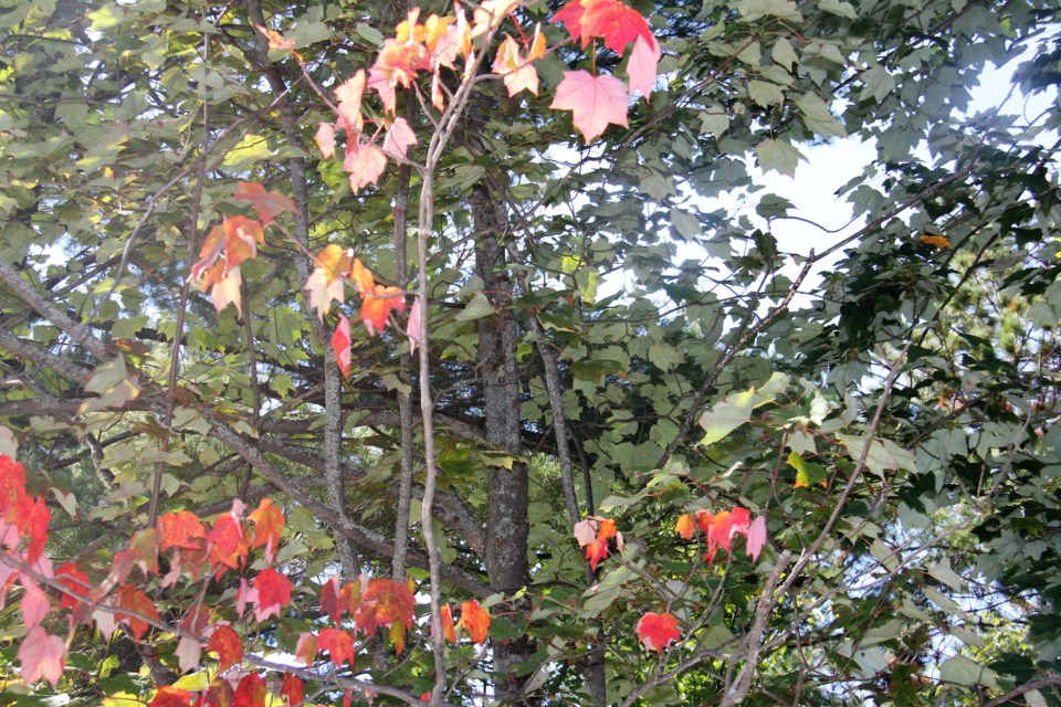 USED 2018-09-13goodmorning   10 Changing leaves. Photo by Brenda Turl for BayToday.