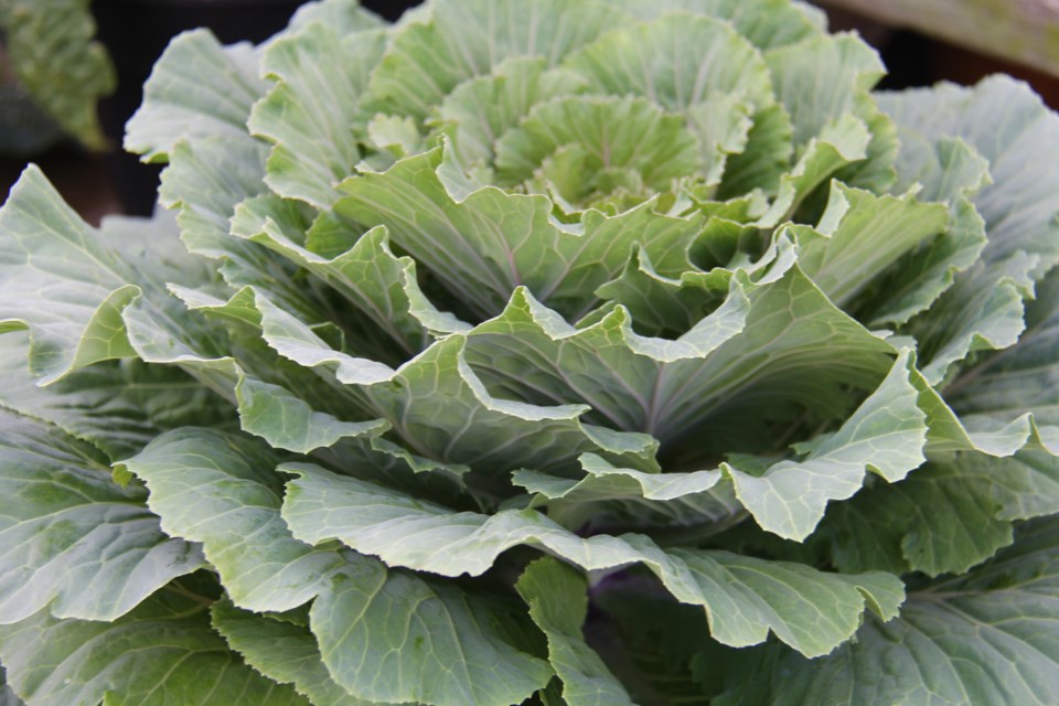 USED 2018-10-11goodmorning  3 Ornamental cabbage. Photo by Brenda Turl for BayToday.