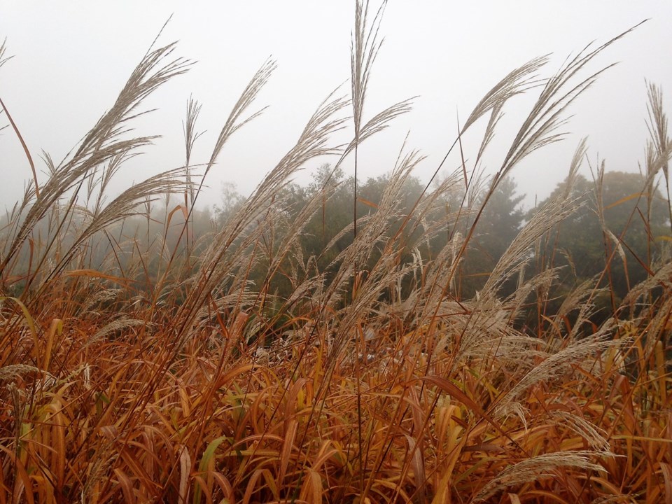 USED 2018-10-18goodmorning  3 grasses in the  fog. Photo by Brenda Turl for BayToday.