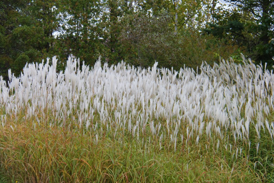 USED 2018-10-4goodmorning  10 Ornamental grasses by the roadside. Photo by Brenda Turl for BayToday.