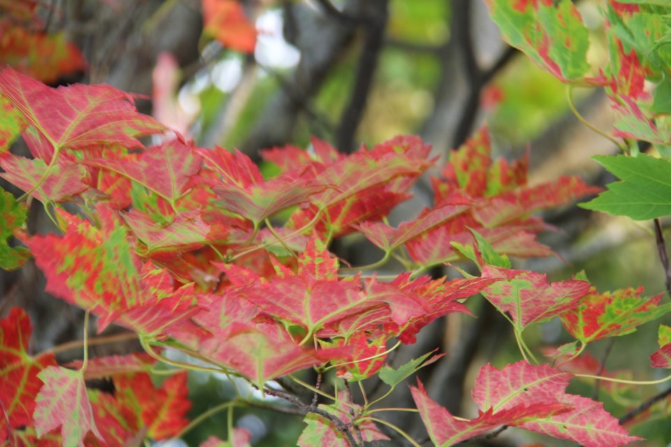 USED 2018-10-4goodmorning  6 Maple leaves turning red Photo by Brenda Turl for BayToday.