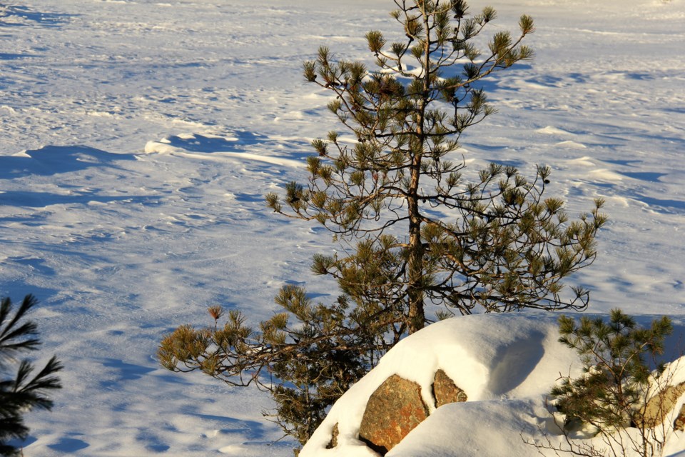 USED 2018-12-13goodmorning  6 Snow, fir, boulder. Photo by Brenda Turl, BayToday.