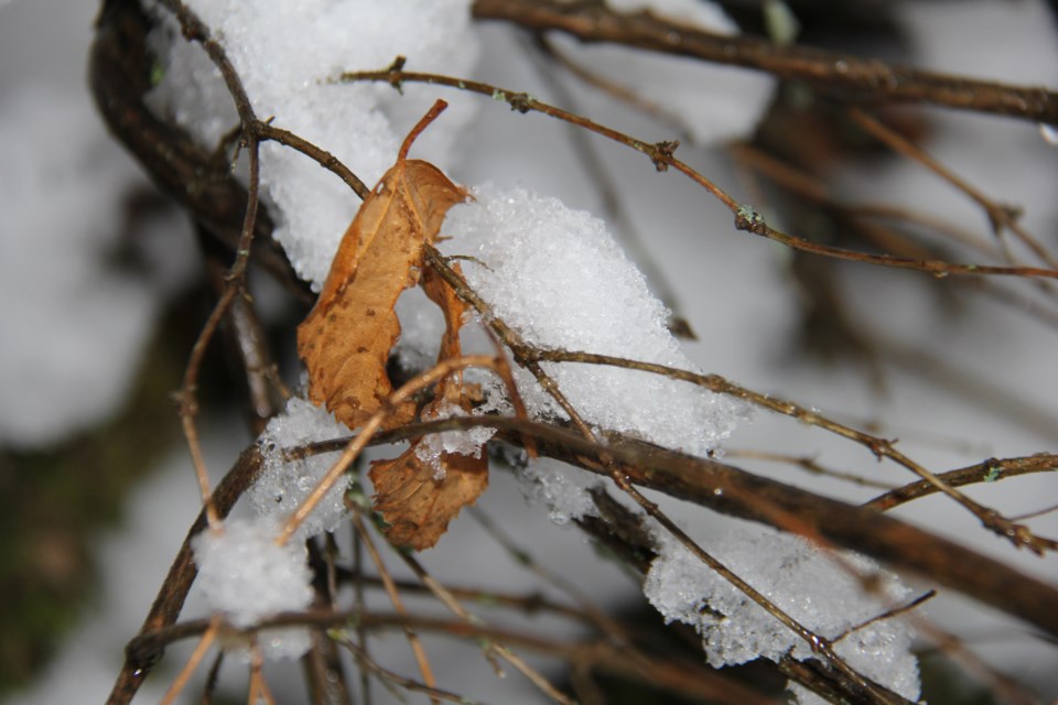 USED 2018-12-27goodmorniing  6 Snow on twigs. Photo by Brenda Turl for BayToday.