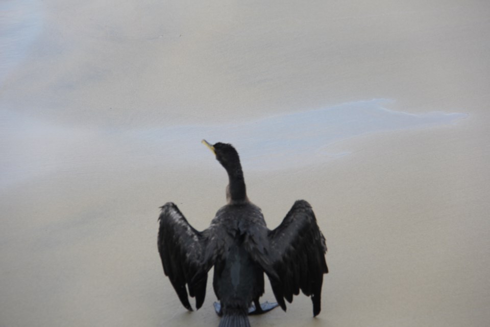 USED 2018-9-6goodmorning   10  Cormorant drying its wings on the beach. Photo by Brenda Turl for BayToday.