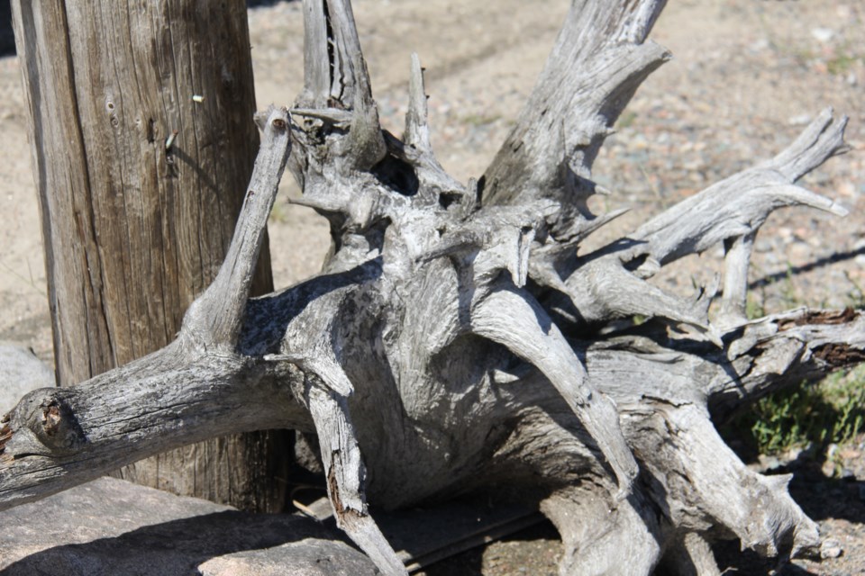 USED 2018-9-6goodmorning  7  Driftwood. Photo by Brenda Turl for BayToday.