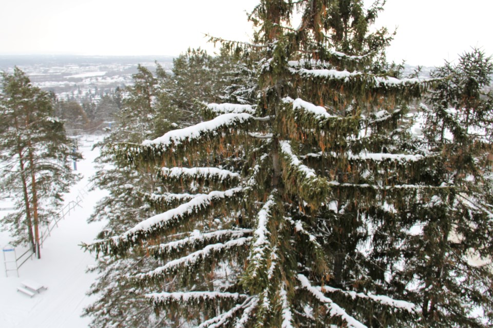 USED 2019-01-24goodmorning  1 Tree overlooking Laurentian. Photo by Brenda Turl for BayToday.