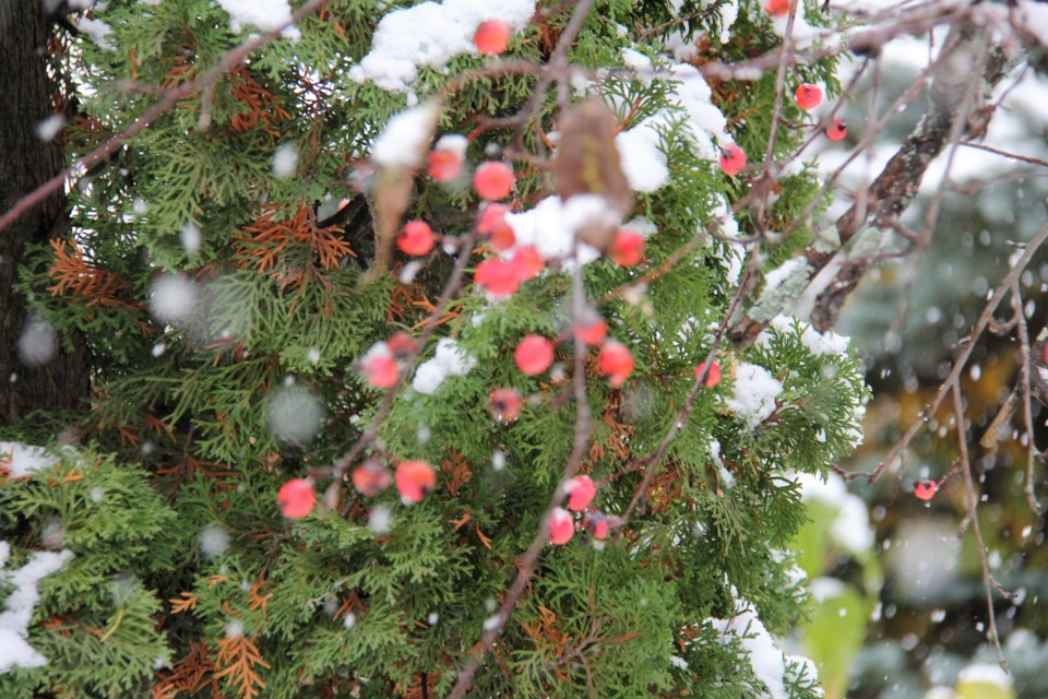 USED 2019-01-31goodmorning  1 Crabapples and cedar. Photo by Brenda Tur for BayToday.