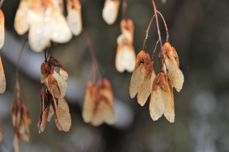 USED 2019-01-3goodmorning  1 Maple seeds. Photo by Brenda Turl for BayToday.