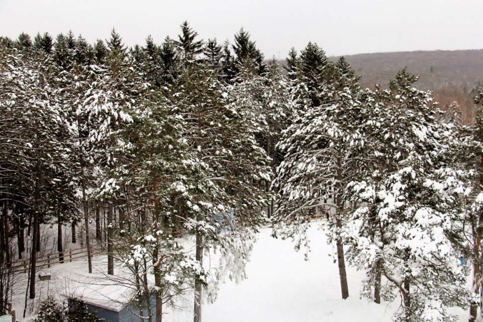 USED 2019-01-3goodmorning  7 Snow covered trees at Laurentian Ski Hill. Photo by Brenda Turl for BayToday.